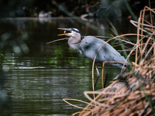 snack time by Andrew Wasik
